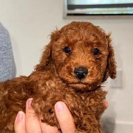 Biscotti - Red  male Goldendoodle puppy in Miami, Florida from Haus of Pawz
