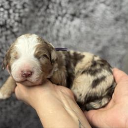 Ginger Snap - Red merle female Australian Shepherd puppy in Columbia Falls, Montana from Firefly Horse Co Wellness Retreat Center