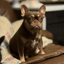 Wonder - French Bulldog