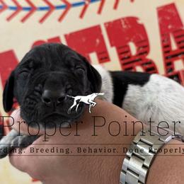 Grey collar - Black roan male German Shorthaired Pointer puppy in Six Mile, South Carolina from The Proper Pointer Co.