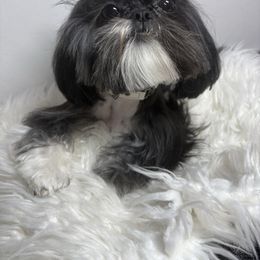 Ms. Mia - Shih Tzu