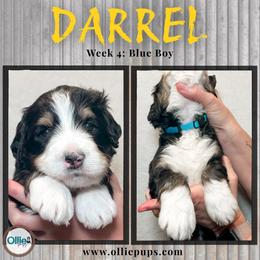 Darrel - Tri-color male Bernedoodle puppy in Boiling Springs, South Carolina from OlliePups, LLC