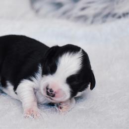 Helm - Black tri male Miniature American Shepherd puppy in Chocowinity, North Carolina from Foxtail Hollow