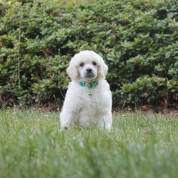 Poodle Puppies from Mount Zion Kennels