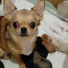 Gorgeous blk and tan - Black and tan male Chihuahua puppy in Bloomington, Indiana from TJs Chihuahuas