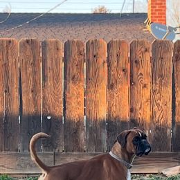 Boxer puppies from Spicchio d'Aglio Boxers
