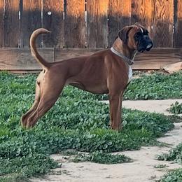 Boxer puppies from Spicchio d'Aglio Boxers