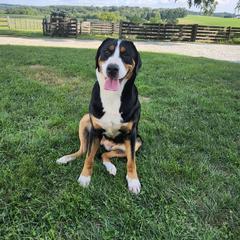 Greater Swiss Mountain Dog All Grown Up from Donough Haven Greater Swiss Mtn. Dogs