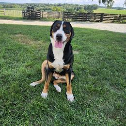 Greater Swiss Mountain Dog All Grown Up from Donough Haven Greater Swiss Mtn. Dogs