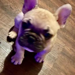 Boy 1 - Fawn male French Bulldog puppy in Richmond, Texas from Du Bone Frenchies & Pet Services Network