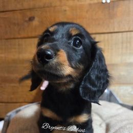 Hershey kiss - Black and tan female Dachshund puppy in Girard, Illinois from Bryant's Babies