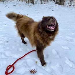 Excavator: Vator - Brown and white male Siberian Husky puppy in Sanbornton, New Hampshire from Kristie’s Husky Haven