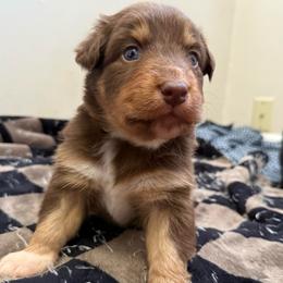 Moana - Red tri-color female Australian Shepherd puppy in East Hartford, Connecticut from CT Aussies