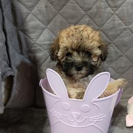 Shirley - Phantom female Maltipoo puppy in Walterboro, South Carolina from Puddlejumpers