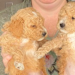 Poodles from Canterbury Standard Tails