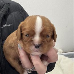 Petey - Ruby male Cavalier King Charles Spaniel puppy in Richards, Missouri from Lee's Backroads Kennel