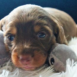Louis - Chocolate and tan Dachshund puppy in Windsor, Colorado from Murry’s minis