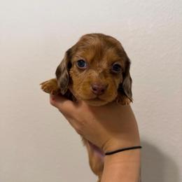 (1) Shaded Red Dapple Longhair Male - Dapple male Dachshund puppy in El Paso, Texas from Micah's Minis