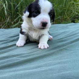 Poppy(magenta collar) - Black and white female Cardigan Welsh Corgi puppy in Clio, Michigan from Old Oak Cardigans