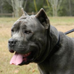 Cane Corso from Capri Cane Corso