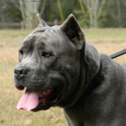 Cane Corso from Capri Cane Corso