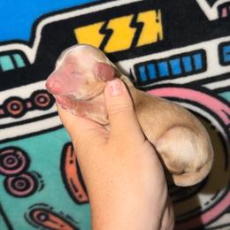 Kenzie - Cream female Dachshund puppy in Tulsa, Oklahoma from K4 Doxies