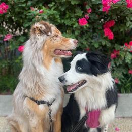GIRL 2 - Black Tri - female Australian Shepherd puppy in South Hill, Virginia from Silverside Aussies LLC