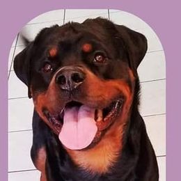 MAESTRO - Rottweiler