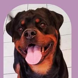 MAESTRO - Rottweiler