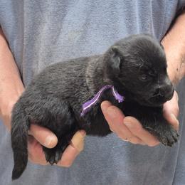 Girl 2 - Sable female German Shepherd puppy in Lake George, Colorado from High Country German Shepherds