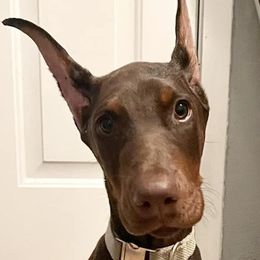 Doberman Pinschers from Hill Country Family Dobermans