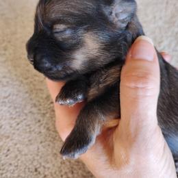 Dawn - Red sable female Havanese puppy in Kinston, North Carolina from Court Jester Havanese and Prissy Diva Russian Salon Dogs