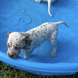 Dalmatian Puppies from Louisiana Roux Dalmatians