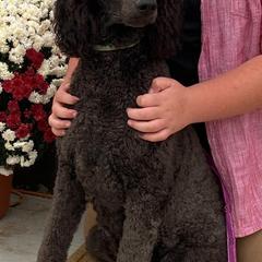 Aussiedoodle and Goldendoodle Puppies from Jackson County Doodles
