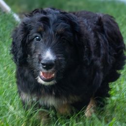 Kevin - Black tri male Miniature American Shepherd puppy in Crowley, Texas from Nelson's Aussies and Aussiedoodles