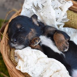 Girl 2 - female Bordoodle puppy in Tillamook, Oregon from Oregon Bordoodles