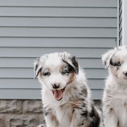 Australian Shepherd Puppies from Danker Farms