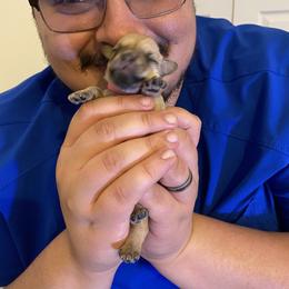 Schnoodle Puppies from Noodle Tings Puppies