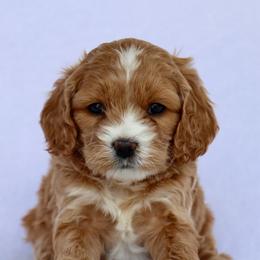 Daisy - Apricot female Cavapoo puppy in Vineyard, Utah from Pitter Patter Puppies
