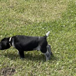 White collar - Black roan male German Shorthaired Pointer puppy in Lumberton, Mississippi from Carlee Farm