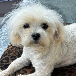 Sugar - Maltese
