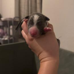 Spark (Blue) - White and blue male Border Collie puppy in Lodi, California from R3 Sport Dogs (Rafter 3 Ranch)