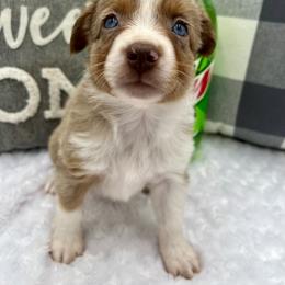 Miniature Australian Shepherd Puppies from B my Sunshines Mini Aussies