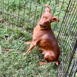 Mandy - Miniature Pinscher