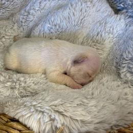 Baby Boo with OFA Parents - Cream female French Bulldog puppy in Billings, Montana from Yellowstone Frenchies