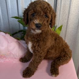 Goldendoodle and Poodle Puppies from Northern Heart Standards
