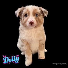 1st Pick Red Merle Female - Red merle female Australian Shepherd puppy in Gainesville, Texas from Lady Luck Aussies