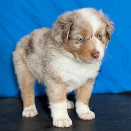 Red collar - Red merle male Miniature American Shepherd puppy in Pueblo West, Colorado from Bear River Ranch LLC