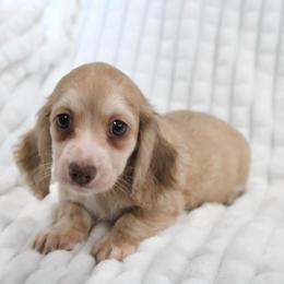 Rylie - Cream female Dachshund puppy in Fairfax, Iowa from Grayson’s Lovable Dachshunds
