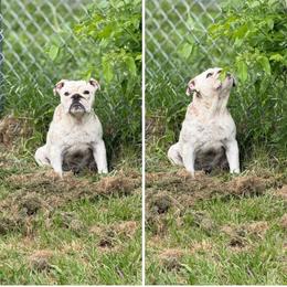 Chowder - White female Bulldog puppy in Quinlan, Texas from Wright Way Retrievers
